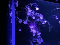 -合肥海洋世界