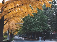-三里屯东五街银杏大道