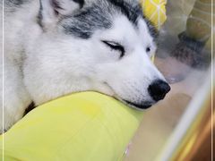 -Husky Go! 哈士奇体验馆·宠物咖啡厅狗咖