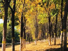 -永定河休闲森林公园