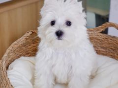 -翊宠yipet猫狗购宠庄园犬舍•猫舍