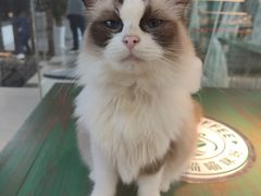 -喵喵咪呀布偶猫咖(春熙路店)