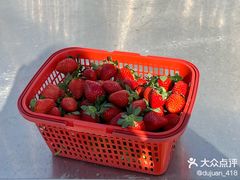 -喜杨洋草莓采摘园
