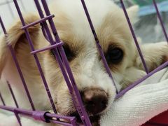 -欧奕国际动物医院