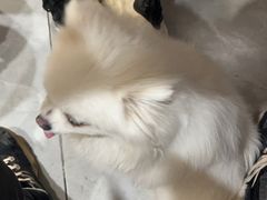 -武胜猪肝面麻哥面(先锋路店)