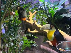 -正佳雨林生态植物园