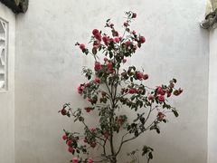 -拙政园