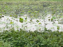 -西溪国家湿地公园