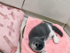-欣宠猫屋·矮脚拿破仑·蓝金金渐层