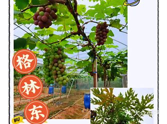 夏日遛娃带孩子亲近大自然