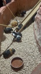 -Zoolung Zoolung动物主题公园(海信广场店)