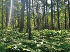 -洛阳白云山景区