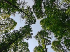 -黄海国家森林公园