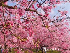 -天适樱花悠乐园