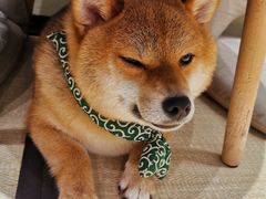 -逗柴咖啡屋·狗咖猫咖宠物桌游