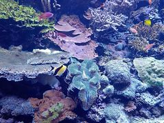 -西雅图水族馆