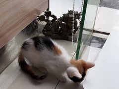 -瑞鹏宠物医院·内科·中兽医·骨科(苗圃店)