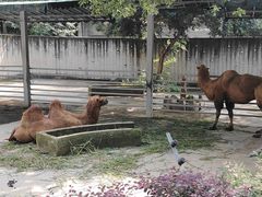 -成都动物园