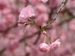-天适樱花悠乐园