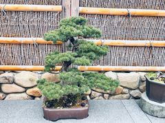 -龙华寺