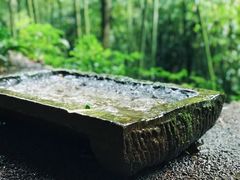 -川西竹海景区