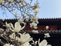 -灵谷景区