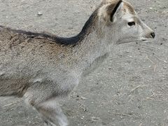 -奈良公园