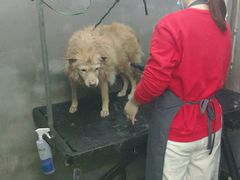 -PETKIT小佩宠物·低压洗护(国顺东路店)