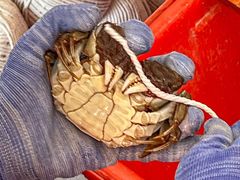 -阳澄湖大闸蟹·琼灵阁牌品牌连锁(吴中总店)