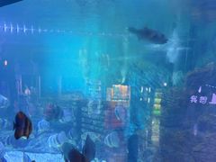 -烟台海昌鲸鲨海洋公园
