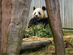 -卧龙中华大熊猫苑神树坪基地