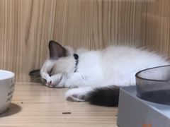 -屋虎猫馆(宝安大仟里店)