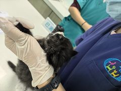 -北京观赏动物医院·24小时大型综合·猫专科·异宠专科