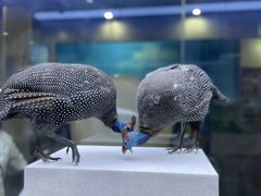 -国家自然博物馆