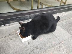 -门框胡同百年卤煮(鸟巢店)