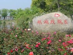 -鹅湖玫瑰文化园