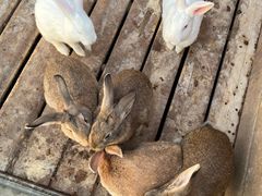 -北京鹿世界主题园