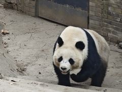 -都江堰中华大熊猫苑