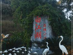 -广州白江湖森林公园