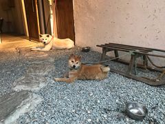 -云里小坐·小院里·团建·宴请·下午茶(三圣乡店)