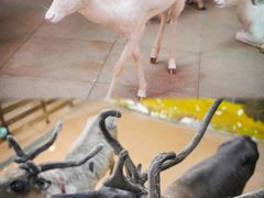 -正佳雨林生态植物园