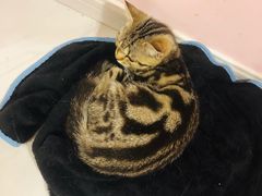-三花喵·撸猫购宠·宠物生活馆(虹桥南丰城店)
