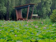 -东郊湿地公园