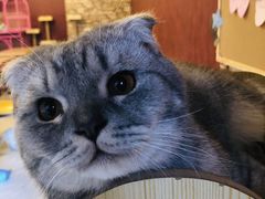 -猫咪咖啡店(新城大街店)