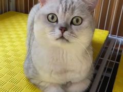 -山宅一喵德文卷毛猫舍