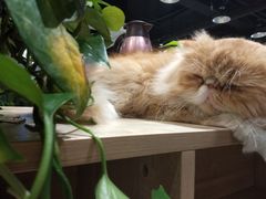 -藏猫猫咖啡主题馆(中央大道店)