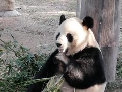 -康泰盲人按摩推拿(金桥胶东路店)