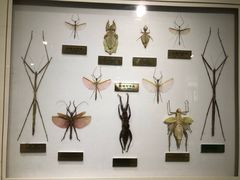 -上海昆虫博物馆