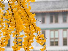 -四川大学(华西校区)