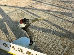 -盐城丹顶鹤湿地生态旅游区